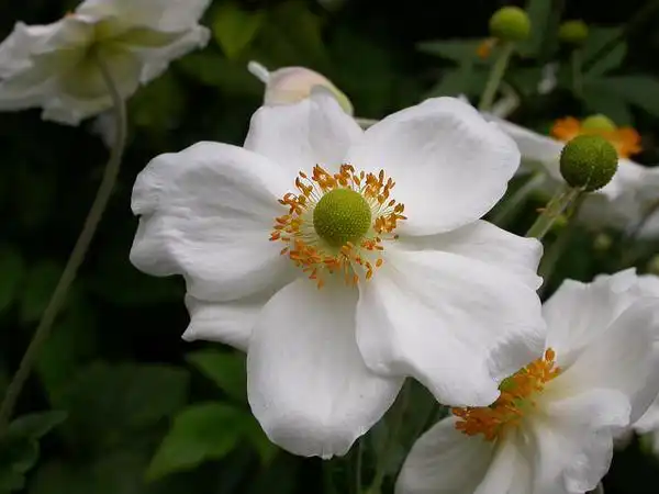 Eriocapitella x hybrida(Japanese Anemone) Eriocapitella x hybrida(Japanese Anemone)