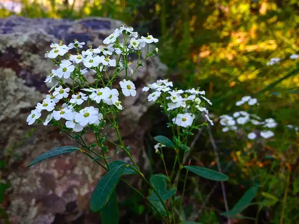 Euphorbia corollata(Eastern Flowering Spurge, Flowering Spurge, Poison Milkweed, Tramp's Spurge, White-flowered Milkweed, Wild Hippo, Wild Spurge) Euphorbia corollata Euphorbia corollata(Eastern Flowering Spurge, Flowering Spurge, Poison Milkweed, Tramp's Spurge, White-flowered Milkweed, Wild Hippo, Wild Spurge) Euphorbia corollata