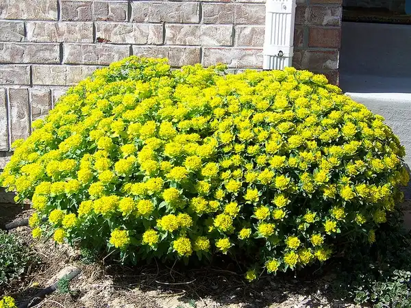 Euphorbia epithymoides(Cushion Euphorbia, Cushion Spurge) Euphorbia polychroma Euphorbia epithymoides(Cushion Euphorbia, Cushion Spurge) Euphorbia polychroma