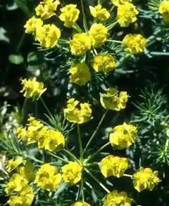 Euphorbia esula(Green Spurge, Leafy Spurge) Euphorbia esula(Green Spurge, Leafy Spurge)