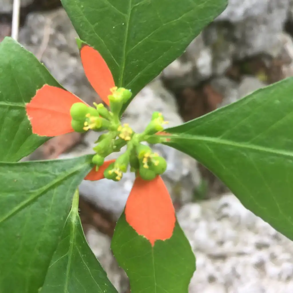 Euphorbia heterophylla var. cyathophora(Catalina, Desert Poinsettia, Fire on the Mountain, Fire-On-The-Mountain, Mexican Fire Plant, Painted Leaf, Painted-leaf, Painted-leaf spurge, Painted Poinsettia, Painted Spurge, Summer Poinsettia, Wild Poinsettia) Flowers and seed capsules Euphorbia heterophylla var. cyathophora(Catalina, Desert Poinsettia, Fire on the Mountain, Fire-On-The-Mountain, Mexican Fire Plant, Painted Leaf, Painted-leaf, Painted-leaf spurge, Painted Poinsettia, Painted Spurge, Summer Poinsettia, Wild Poinsettia) Flowers and seed capsules