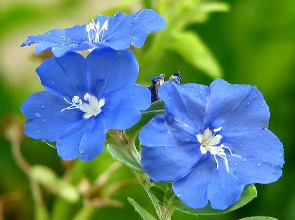 Evolvulus glomeratus(Blue Daze, Brazillian Dwarf Morning-glory, Dwarf Morning-glory) Evolvulus glomeratus(Blue Daze, Brazillian Dwarf Morning-glory, Dwarf Morning-glory)