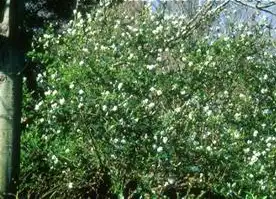 Exochorda giraldii(Pearlbush) Exochorda giraldii(Pearlbush)