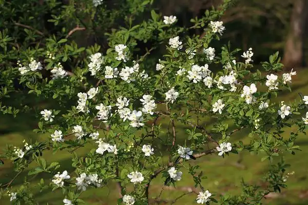 Exochorda racemosa(Common Pearlbush, Pearlbush) Form Exochorda racemosa(Common Pearlbush, Pearlbush) Form