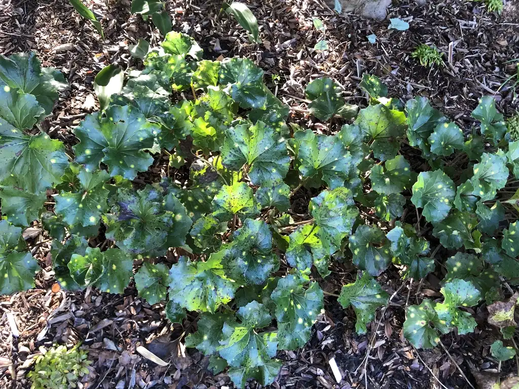Farfugium japonicum(Leopard Plant) Form (Wake County, NC)-Mid Winter Farfugium japonicum(Leopard Plant) Form (Wake County, NC)-Mid Winter