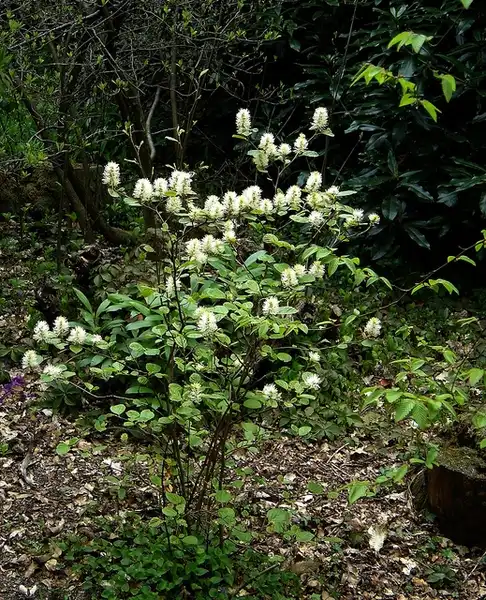 Fothergilla latifolia(Large Fothergilla, Large Witch-alder) Form Fothergilla latifolia(Large Fothergilla, Large Witch-alder) Form