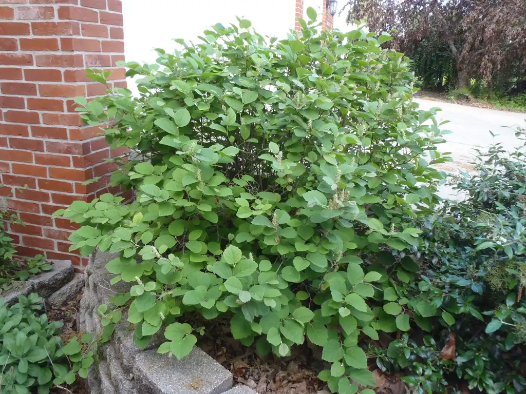 Fothergilla 'Mount Airy'(Dwarf Fothergilla, Mt. Airy Fothergilla) Form Fothergilla 'Mount Airy'(Dwarf Fothergilla, Mt. Airy Fothergilla) Form