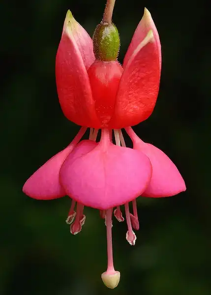 Fuchsia x hybrida(Fuchsia, Lady's Eardrops) Fuchsia x hybrida(Fuchsia, Lady's Eardrops)