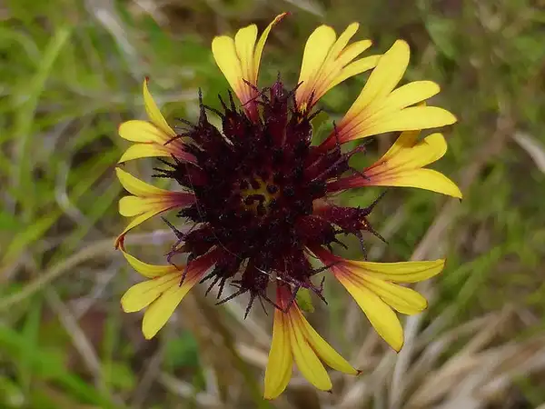 Gaillardia aestivalis(Lance Leaf Blanket Flower) Flowers Gaillardia aestivalis(Lance Leaf Blanket Flower) Flowers