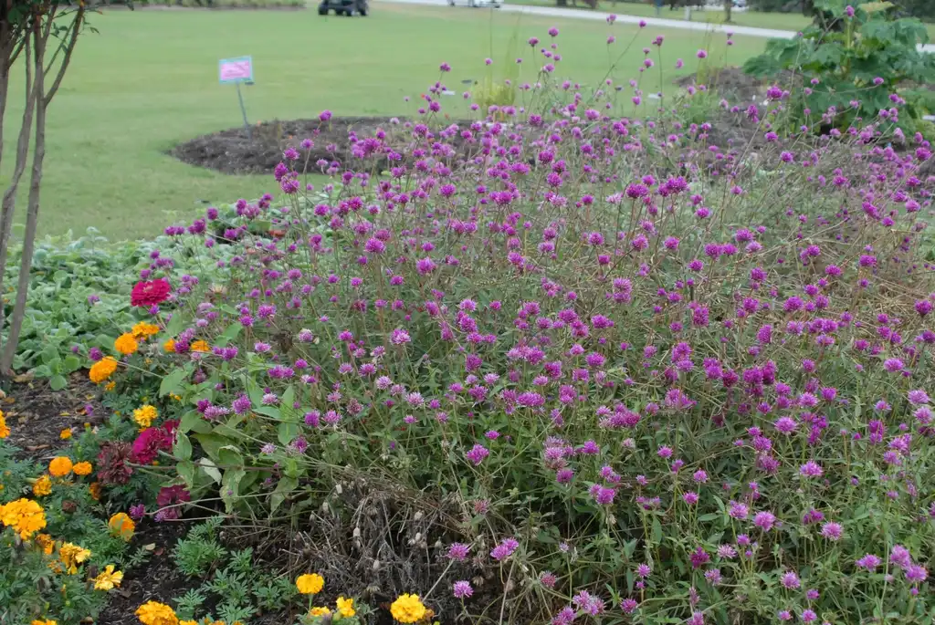 Gomphrena globosa 'Fireworks'(Bachelor's Buttons Fireworks, Globe Amaranth 'Fireworks', Gomphrena 'Fireworks') Flower Form Gomphrena globosa 'Fireworks'(Bachelor's Buttons Fireworks, Globe Amaranth 'Fireworks', Gomphrena 'Fireworks') Flower Form