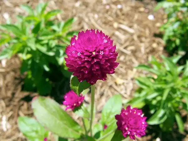 Gomphrena globosa(Globe Amaranth, Globe Flower) Gomphrena globosa Gomphrena globosa(Globe Amaranth, Globe Flower) Gomphrena globosa