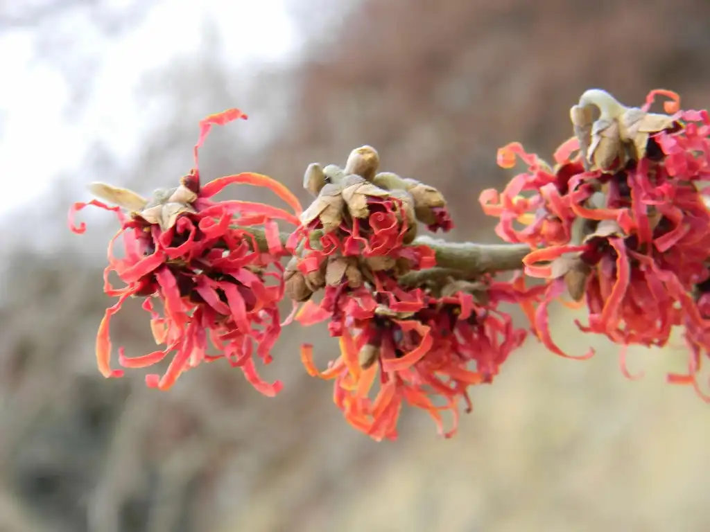 Hamamelis x intermedia 'Jelena'(Copper Beauty Witch Hazel, Jelena Witch Hazel, Witch Hazel) Flower and stem (Buncombe County, NC)