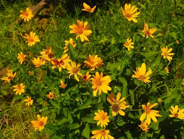 Heliopsis helianthoides(Early Sunflower, Eastern Ox-eye, Eastern Sunflower-everlasting, False Sunflower, Heliopsis, Ox-eye, Oxeye Sunflower, Smooth Oxeye) Form Heliopsis helianthoides(Early Sunflower, Eastern Ox-eye, Eastern Sunflower-everlasting, False Sunflower, Heliopsis, Ox-eye, Oxeye Sunflower, Smooth Oxeye) Form