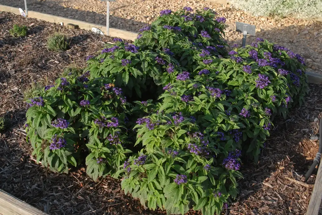 Heliotropium arborescens(Heliotrope, Peruvian Heliotrope) 'Scentropia Dark Blue' Flower Form Heliotropium arborescens(Heliotrope, Peruvian Heliotrope) 'Scentropia Dark Blue' Flower Form