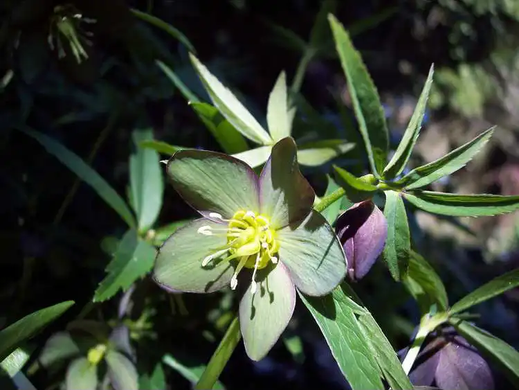 Helleborus croaticus(Croatian Hellebore) In bloom at the JC Raulston Arboretum Helleborus croaticus(Croatian Hellebore) In bloom at the JC Raulston Arboretum