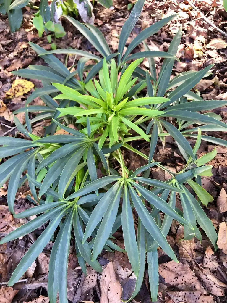 Helleborus foetidus(Bearsfoot Hellebore, Dungwort, Setterwort, Stinking Hellebore, Stinkwort) New form (Wake County, NC)-Mid Fall Helleborus foetidus(Bearsfoot Hellebore, Dungwort, Setterwort, Stinking Hellebore, Stinkwort) New form (Wake County, NC)-Mid Fall