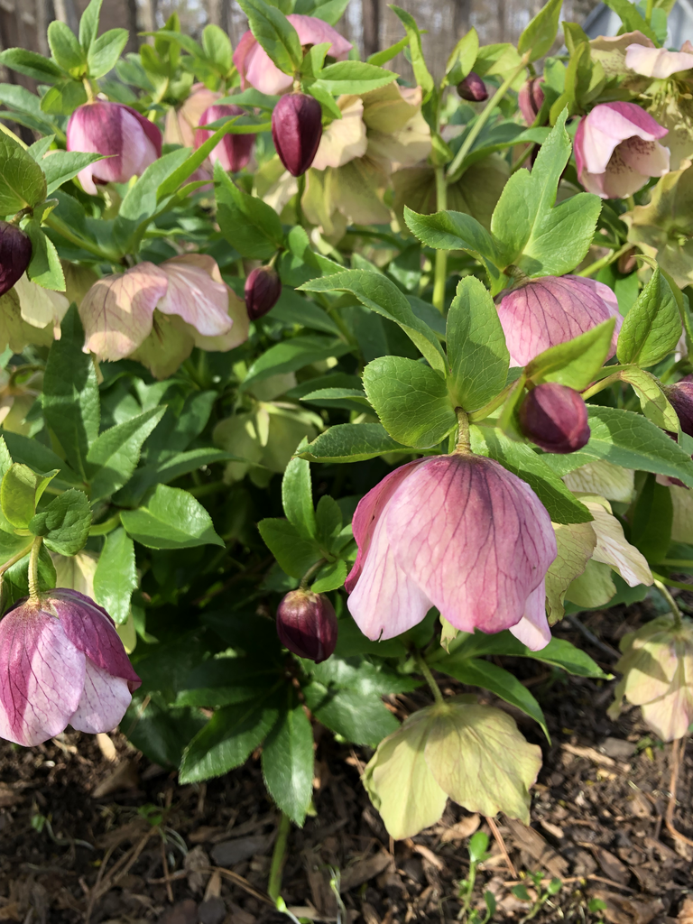 Helleborus(Christmas Roses, Hellebores, Lenten Roses, Winter Roses) Flowers (Durham County, NC) Helleborus(Christmas Roses, Hellebores, Lenten Roses, Winter Roses) Flowers (Durham County, NC)
