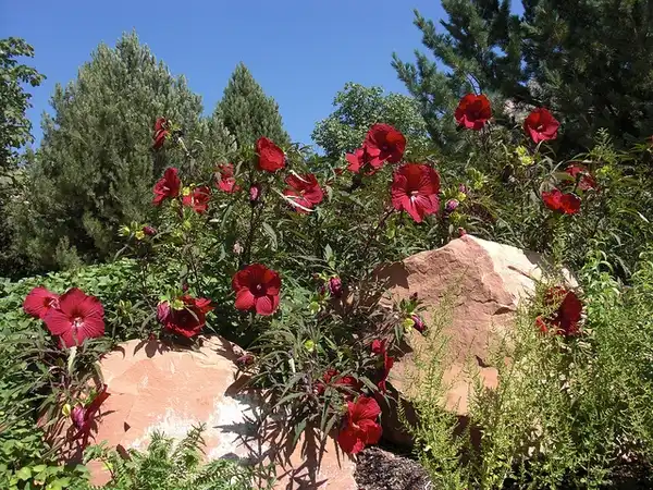 Hibiscus 'Fireball'(Fireball Hibiscus, Hardy Mallow) Hibiscus 'Fireball' growth habit