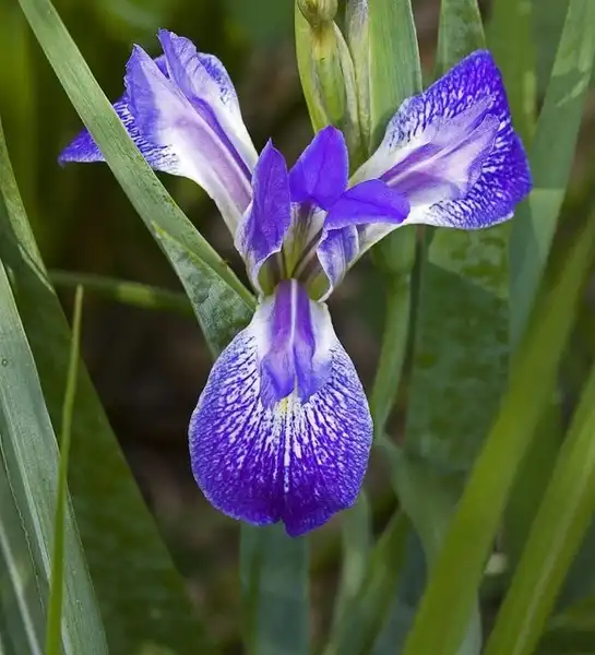 Iris hexagona(Dixie Iris, Louisiana Iris) Iris hexagona Iris hexagona(Dixie Iris, Louisiana Iris) Iris hexagona