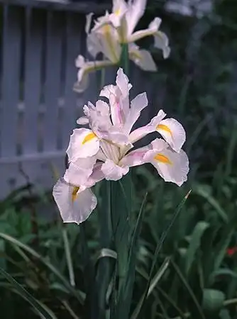 Iris jacquinii(English Iris) Iris jacquinii(English Iris)