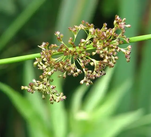 Juncus effusus subsp. solutus(Common Rush, Soft Rush) Flowers of J. effusus Juncus effusus subsp. solutus(Common Rush, Soft Rush) Flowers of J. effusus