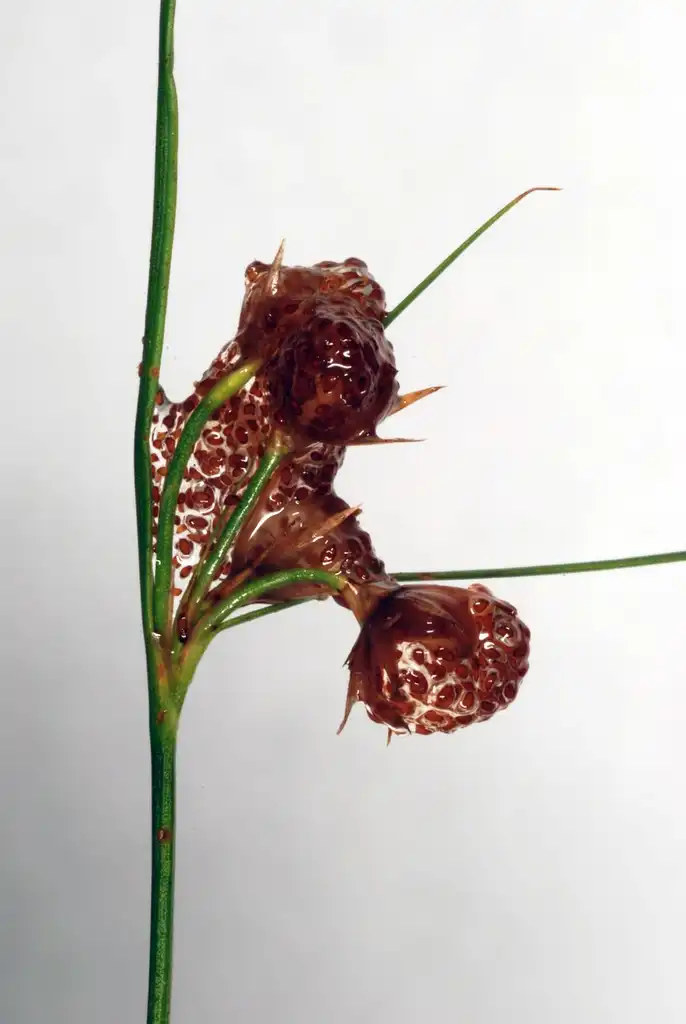 Juncus tenuis(Wire Grass) (Greensboro, NC)-Mid Summer Juncus tenuis(Wire Grass) (Greensboro, NC)-Mid Summer