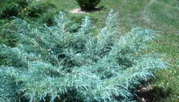 Juniperus chinensis 'Angelica Blue'(Angelica Blue Pfitzer Juniper) Juniperus chinensis 'Angelica Blue'(Angelica Blue Pfitzer Juniper)