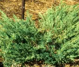 Juniperus chinensis 'Blue Vase'(Blue Vase Juniper) Juniperus chinensis 'Blue Vase'(Blue Vase Juniper)