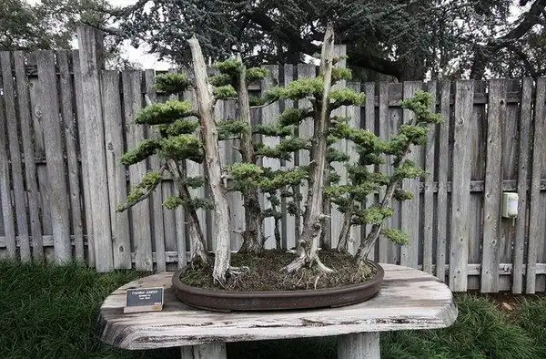 Juniperus chinensis(Chinese Juniper) Juniperus chinensis bonsai Juniperus chinensis(Chinese Juniper) Juniperus chinensis bonsai