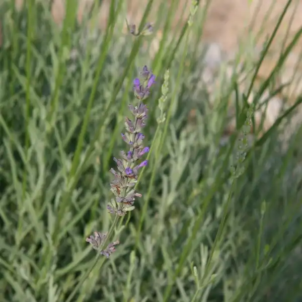 Lavandula x intermedia(Hybrid Lavender, Lavandin) Lavandula x intermedia Nizza Lavandula x intermedia(Hybrid Lavender, Lavandin) Lavandula x intermedia Nizza