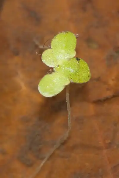 Lemna minor(Common Duckweed, Lesser Duckweed) Lemna minor Lemna minor(Common Duckweed, Lesser Duckweed) Lemna minor