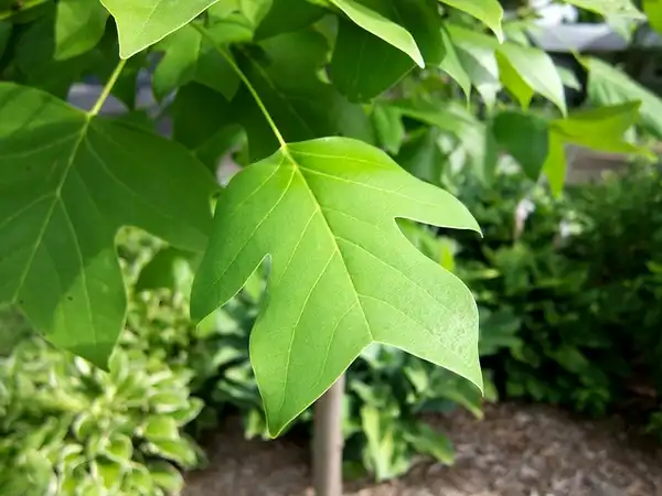 Liriodendron chinense(Chinese Tulip Tree) 