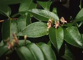 Lonicera acuminata(Fragrant Grove Honeysuckle, Henry's Honeysuckle, Vine Honeysuckle) 