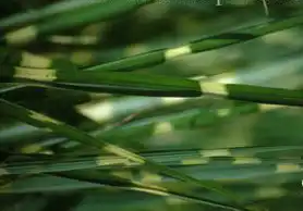 Miscanthus sinensis 'Strictus'(Porcupine Grass, 'Zebrinus Strictus') Miscanthus sinensis 'Strictus'(Porcupine Grass, 'Zebrinus Strictus')