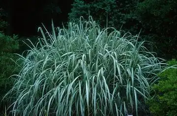 Miscanthus sinensis var. condensatus 'Cabaret'(Cabaret Miscanthus, Eulalia) Miscanthus sinensis var. condensatus 'Cabaret'(Cabaret Miscanthus, Eulalia)