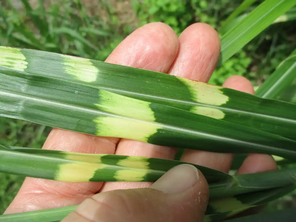 Miscanthus sinensis 'Zebrinus'(Hierba cebra) leaf closeup