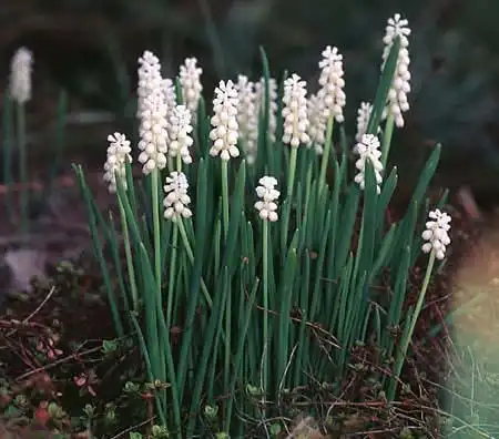 Muscari botryoides 'Album'(Grape Hyacinth, Pearls of Spain) Muscari botryoides 'Album'(Grape Hyacinth, Pearls of Spain)