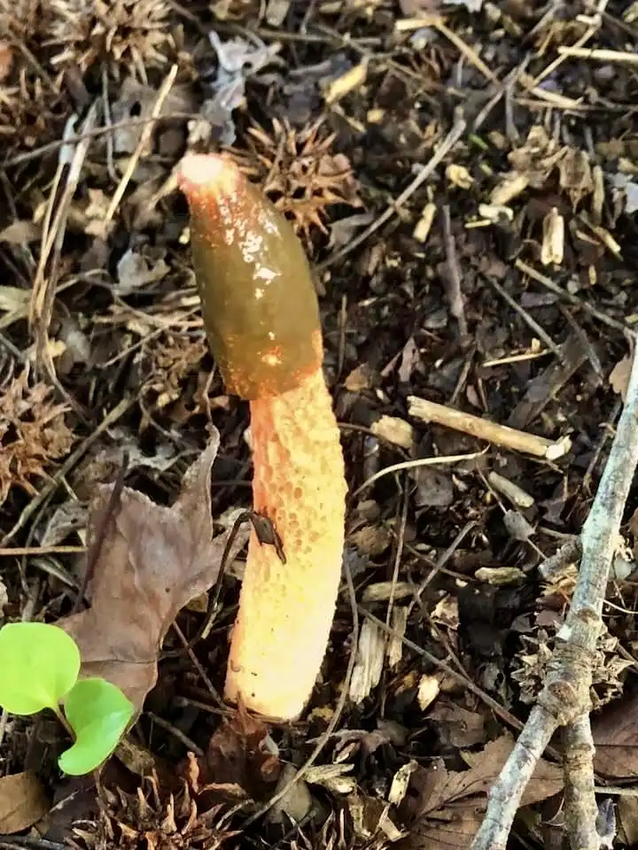 Mutinus elegans(Dog Stinkhorn, Elegant Stinkhorn, Headless Stinkhorn) Mushroom taken out (Wake County, NC) Mutinus elegans(Dog Stinkhorn, Elegant Stinkhorn, Headless Stinkhorn) Mushroom taken out (Wake County, NC)