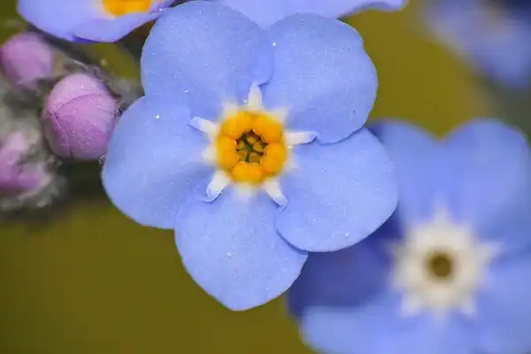 Myosotis sylvatica(Forget-me-not) Myosotis sylvatica(Forget-me-not)