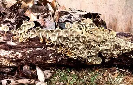 Naematoloma fasciculare(Sulfur Tuft) Naematoloma fasciculare(Sulfur Tuft)