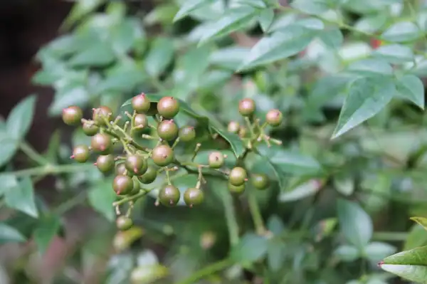 Nandina domestica(Heavenly Bamboo, Nandina, Sacred Bamboo) Ripening berries Nandina domestica(Heavenly Bamboo, Nandina, Sacred Bamboo) Ripening berries