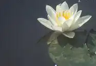 Nymphaea 'Queen of Whites'(Queen of Whites) Nymphaea 'Queen of Whites'(Queen of Whites)