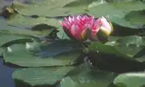 Nymphaea 'Radiant Red'(Radiant Red) Nymphaea 'Radiant Red'(Radiant Red)
