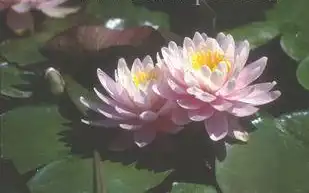 Nymphaea 'Ray Davies'(Ray Davies) Nymphaea 'Ray Davies'(Ray Davies)