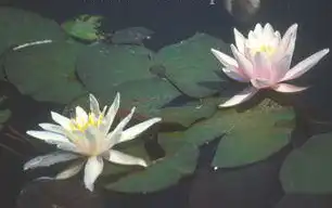Nymphaea 'Rosennymphe'(Rosennymphe) Nymphaea 'Rosennymphe'(Rosennymphe)