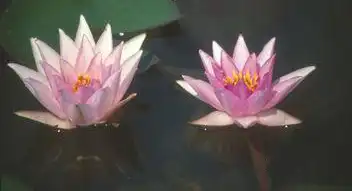 Nymphaea 'Rosy Morn'(Rosy Morn) Nymphaea 'Rosy Morn'(Rosy Morn)