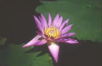 Nymphaea 'Shirley Bryne'(Shirley Bryne) Nymphaea 'Shirley Bryne'(Shirley Bryne)