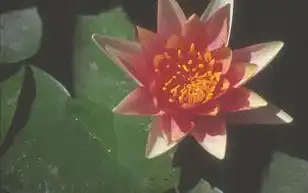 Nymphaea 'Sioux'(Sioux) Nymphaea 'Sioux'(Sioux)
