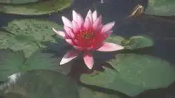 Nymphaea 'Sirius'(Sirius) Nymphaea 'Sirius'(Sirius)