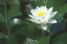 Nymphaea 'Virginalis'(Virginalis) Nymphaea 'Virginalis'(Virginalis)